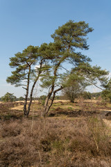 Fototapeta na wymiar View over Nationaal Park Veluwe Zoom near Rozendaal in The Netherlands, a national park.