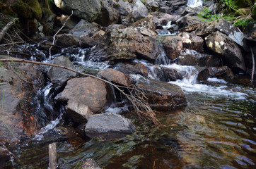 Forest on a summer day in Central Norway