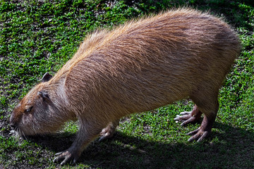Capybara on the lawn. The biggest modern rodent. Latin name - Hydrochoerus hydrochaeris
