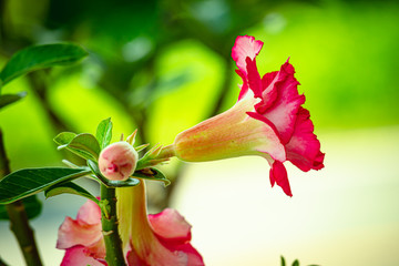 A beautiful flower of the mock azalea family