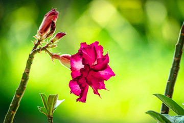 A beautiful flower of the mock azalea family