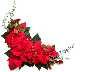 Beautiful Christmas composition with poinsettia on white background - obrazy, fototapety, plakaty