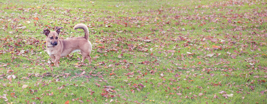 Lonely Sad Young Dog In A Park Waiting For New Owners