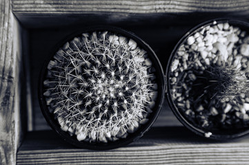 Small cactus/cacti for table top decoration and indoor decors
