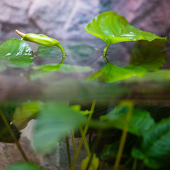 Blooming water plant above the surface.