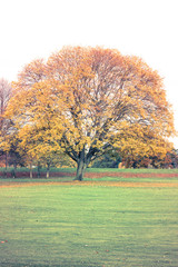 Tree with golden leaves in autumn and sunrays