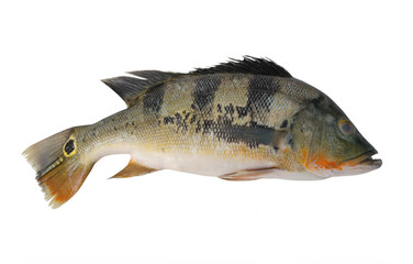 Big green peacock bass fish isolated