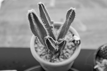 Small cactus/cacti for table top decoration and indoor decors