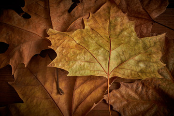 Naklejka na ściany i meble Fallen autumn and winter leaves