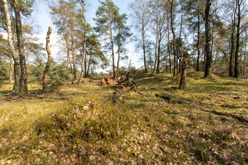 View over Nationaal Park Veluwe Zoom near Rozendaal in The Netherlands, a national park.