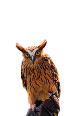 Buffy fish owl isolated on a white background