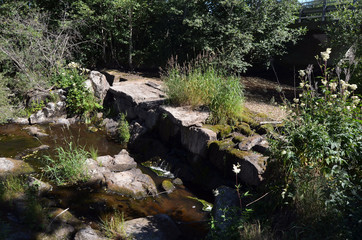 Forest on a summer day in Central Norway