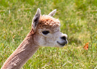 Portrait of fun alpaca with butterfly opposite her head on lawn.