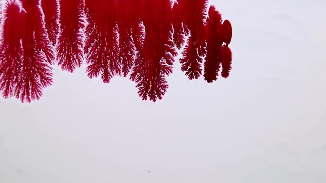 Drops of red ink spread out on a white background. Ink bloom. The paint naturally expands over the surface. Drops of blood on a white surface.