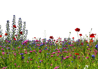 Obraz na płótnie Canvas Poppies, cornflowers, salvia and other wildflowers on lawn isolated on white backgrounds.