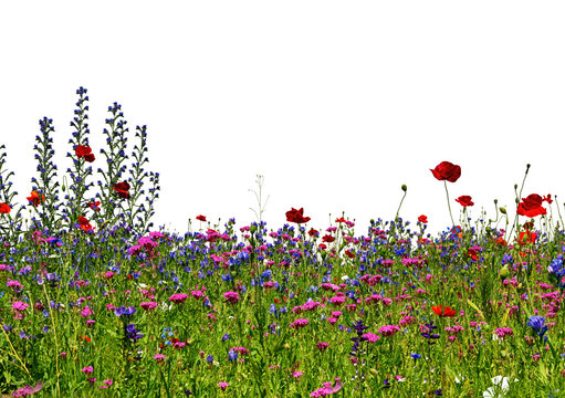Poppies, cornflowers, salvia and other wildflowers on lawn isolated on white backgrounds. © irakite