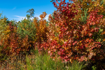 Fototapeta na wymiar red maple tree in autumn