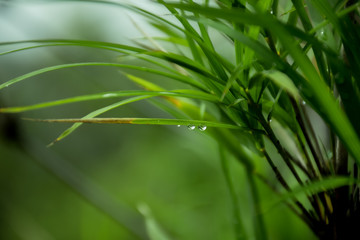 bamboo leaves with rain drops