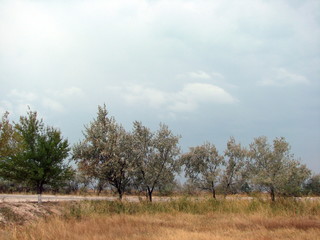 Amazing natural picture of the various colors of the threatening sky above the trees on the roadside.