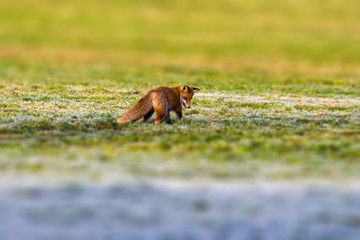 young red fox is hiding on the field