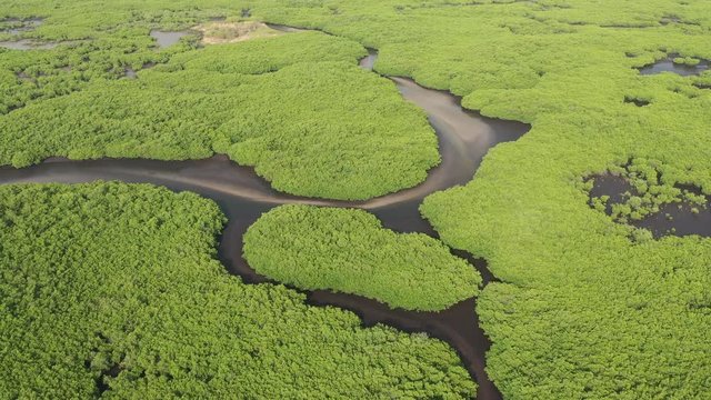 Senegal Mangroves. Aerial view of mangrove forest in the Saloum Delta National Park, Joal Fadiout, Senegal. Photo made by drone from above. Africa Natural Landscape..
