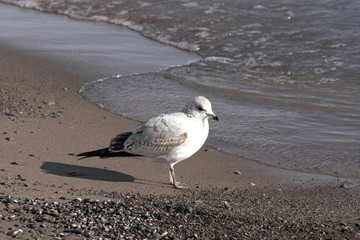 seagull on the beach