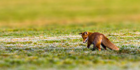 young red fox is hiding on the field