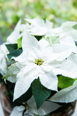 Poinsettia a green and white plant at christmas in front of a window seen from above
