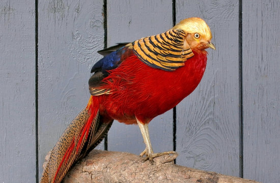 Golden pheasant close up