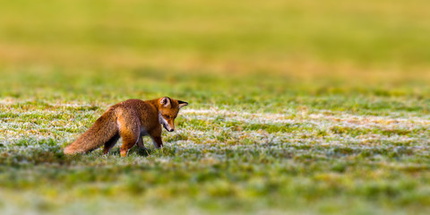 young red fox is hiding on the field