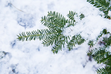 Snow on green pine tree on a sunny winter day in the forrest seen from above