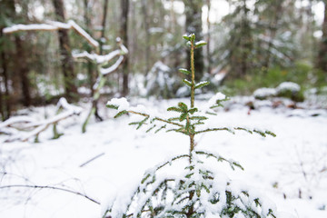Snow on a green pine tree on a sunny winter day in the forrest in the snow