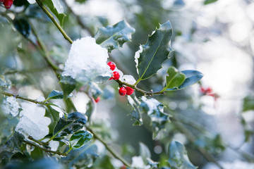 Snow on green holly leaf with red berries on a winter day in the forrest