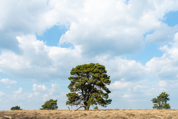 Obraz premium View over Nationaal Park Veluwe Zoom near Rozendaal in The Netherlands, a national park.