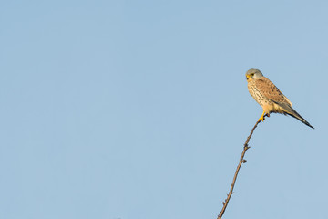 Bird of prey in wild nature