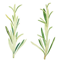 Rosemary botanical hand drawn illustration in watercolor