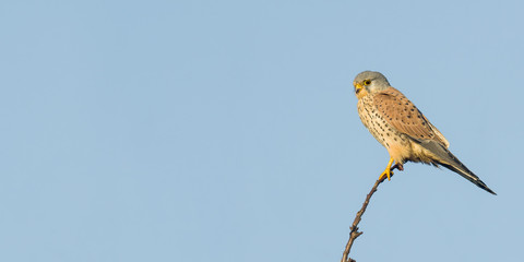 Bird of prey in wild nature