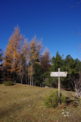Arbres de montagne en automne