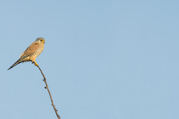 Bird of prey in wild nature