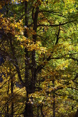 Arbres de montagne en automne