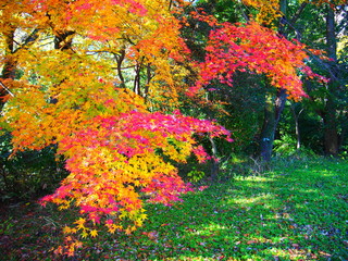 紅葉の背景素材