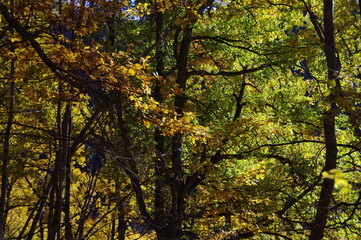 Fototapeta na wymiar Arbres de montagne en automne