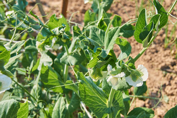 Blooming vegetable pea in the field.  White flowers of peas