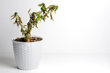 Dead plant in a pot. The concept of improper care of houseplants. White background