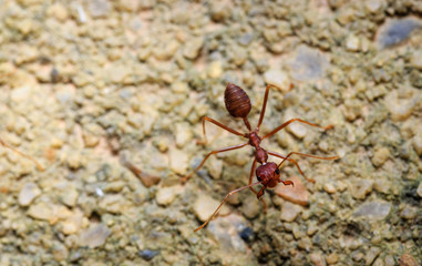 Macro closeup shot of red ant on sands