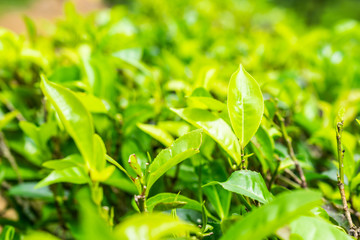 Green tea bushes in the green field on a sunny day