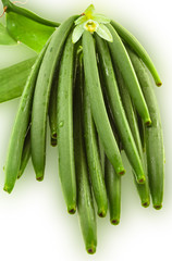Gousses vertes de vanille 