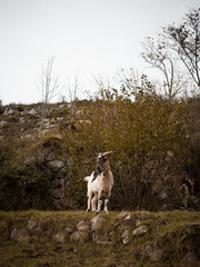 Goat portrait in the mountain
