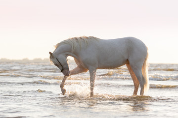 A beautiful white horse with a long mane splashing in the water against the sunset