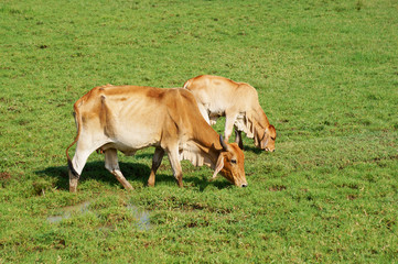 Naklejka na ściany i meble Two cow grazing on grass 